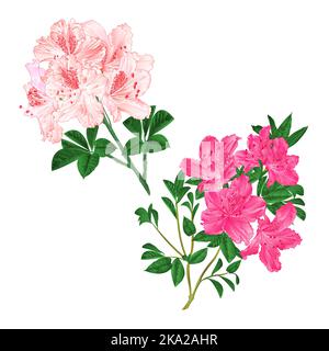 Zweige hellrosa und rosa Blüten Rhododendren Bergstrauch auf weißem Hintergrund Set sechs vintage Vektor Illustration editierbar Handzeichnen Stock Vektor