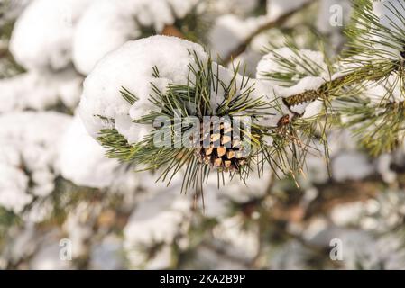 Tannenzapfen auf einem mit Schnee bedeckten Ast Stockfoto