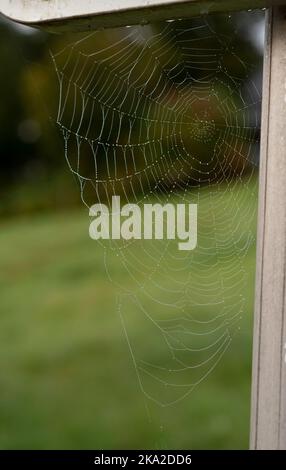 Schönes Spinnennetz, das am frühen Morgen mit Tau bedeckt war Stockfoto