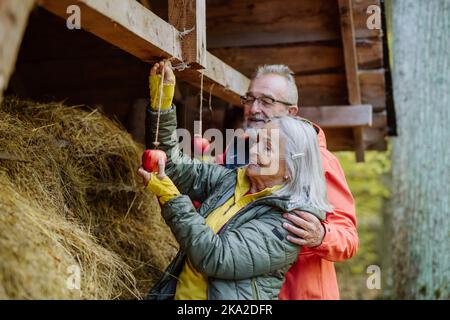 Ältere Paare hängen Äpfel an der Futterstelle für Waldtiere. Stockfoto