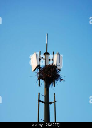 Ein Vogel brütet auf einem Zellenturm gegen den blauen Himmel Stockfoto