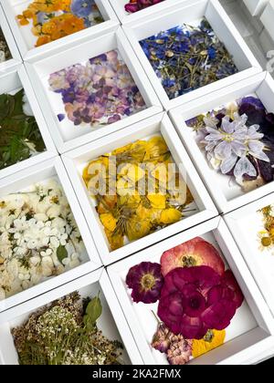 Eine Gruppe von verschiedenen getrockneten gepressten Blumen in einer weißen Schachtel. Grundmaterial für zeitgenössische botanische Kunst. Pflanzen für Scrapbooking, Hochzeitseinladungen, gr Stockfoto