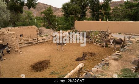 Die Esel in einer Scheune in einem armen Dorf mit schlechten Lebensbedingungen Stockfoto