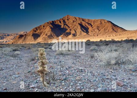 Sheephead Mountain von Salsberry Spring Area in der Nähe von Salsberry Pass, Mojave Desert, Death Valley National Park, Kalifornien, USA Stockfoto