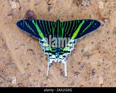 Eine schöne grüne Uraniumutte (Urania leilus) in freier Wildbahn. Virua-Nationalpark, Bundesstaat Roraima, Brasilien. Stockfoto