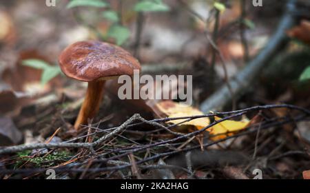 Weidenkorb mit essbaren Pilzen. Polnische Pilze. Pilzsaison. Stockfoto