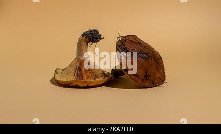 Stillleben von Waldpilzen Täubling und Suillus-Pilzen. Kreative Wanddruck Kunst Stockfoto