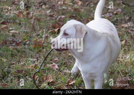 Junger Labrador Retriever Stockfoto