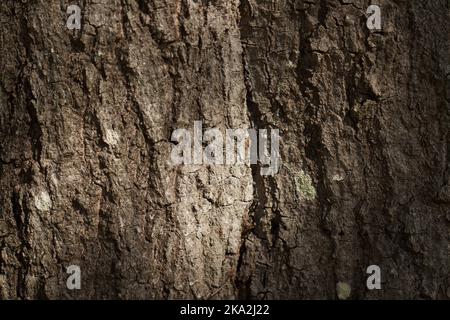 Eiche Baumrinde Stockfoto