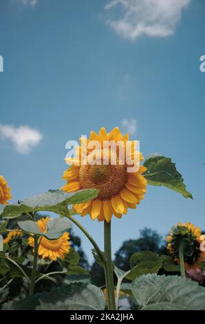 Eine schöne gewöhnliche Sonnenblume auf einem Feld gegen den blauen Himmel Stockfoto