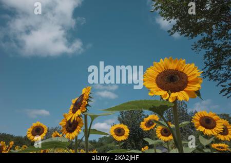Ein schönes Sonnenblumenfeld gegen den blauen, hellen Himmel Stockfoto