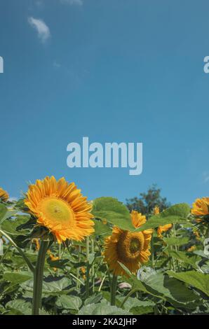 Ein schönes Sonnenblumenfeld gegen den blauen, hellen Himmel Stockfoto