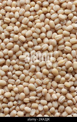 Makroaufnahme von organisch poliertem weißem Urad dal, vigna mungo, auch bekannt als ulundu paruppu, oder Urad Bohne oder Mash Kalai, Vollformat-Food-Hintergrund Stockfoto