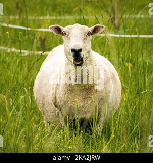 Ein Lleyn-Schaf grast auf einem grünen Feld und blickt mit offenem Mund direkt in die Kamera Stockfoto