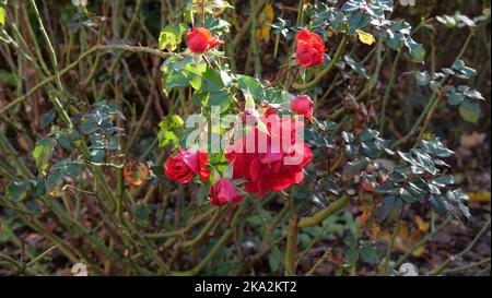 Rote Rosen im Garten. Schöne Blumen in Herbststimmung. Foto mit Rosenbusch. Stockfoto
