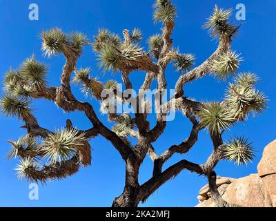Eine Aufnahme eines schönen Joshua-Baumes (Yucca brevifolia) in einer Wüste vor blauem Himmel Stockfoto