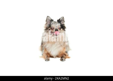 Porträt von niedlichen kleinen Hund, pommersche spitz auf dem Boden liegend mit Zunge ragt aus isoliert auf weißem Hintergrund. Entzückend Stockfoto