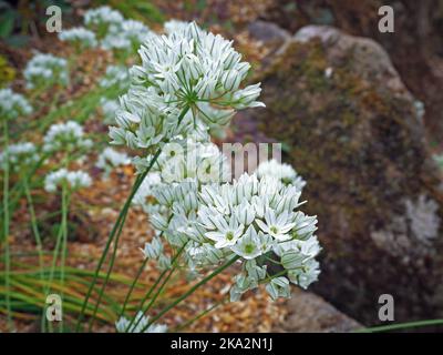 Kleine weiße Triteleia hyazinthina blüht in einem Steingarten Stockfoto