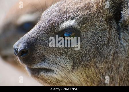 Nahaufnahmen von Dassie (Procavia capensis) in Hermanus, Südafrika Stockfoto