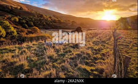 Zwei Schafe auf der Farm in den Bergen des Peak District National Park während des Sonnenuntergangs in Großbritannien Stockfoto