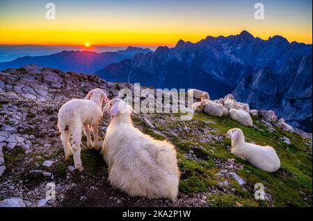 Eine kleine Herde Tiroler Bergschaf Schafe, die sich auf dem Berg Herzogstand mit einem epischen Sonnenuntergang im Hintergrund ausruhen Stockfoto