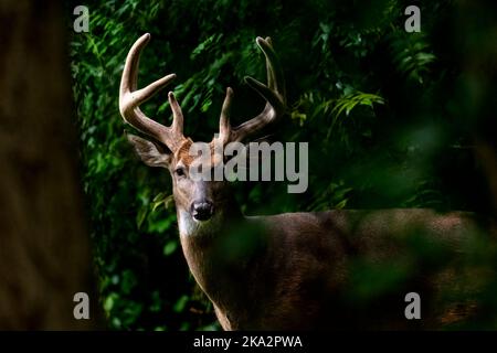 Ein männlicher Weißschwanzhirschmuck mit großem Geweih, der durch den Wald in Michigan, USA, guckt. Stockfoto