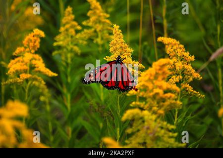 Nahaufnahme eines Monarchschmetterlings auf der gelben Blume Stockfoto