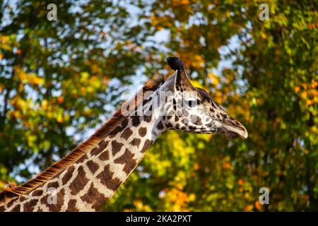 Nahaufnahme einer nördlichen Giraffe im Wald Stockfoto