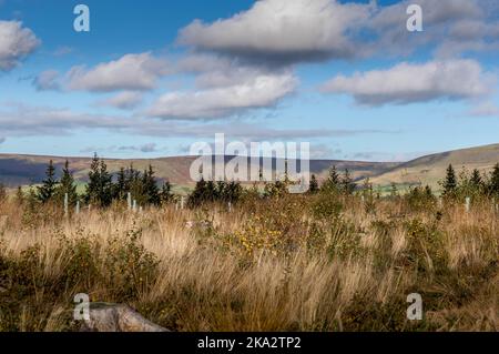 Beacon fiel in Lancashire, Großbritannien Stockfoto