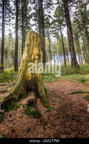 Beacon fiel in Lancashire, Großbritannien Stockfoto