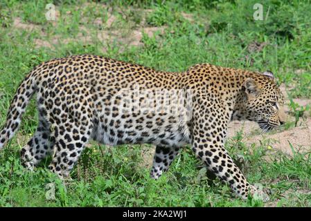 Ein Leopard im Kruger Nationalpark Südafrika. Stockfoto