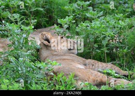 Löwenjungen dösen im Kruger National Park, Südafrika. Stockfoto