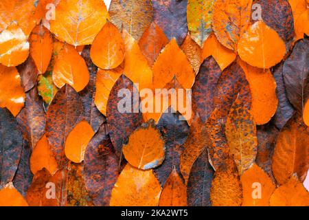 Muster aus orangefarbenen Blättern-roten Herbst Blätter Hintergrund. Saisonale Outdoor bunte Wallpaper Bild von gefallenen Blütenblättern Stockfoto