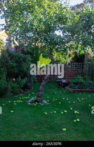 Windfall Bramley-Äpfel von einem sehr alten Baum, die auf dem Rasen eines privaten Gartens in Bangor Nordirland nach starken Winden in der Nacht zuvor gestreut wurden Stockfoto