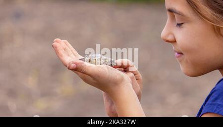 Mädchen hält eine Kröte in der Handfläche. Selektiver Fokus. Natur Stockfoto