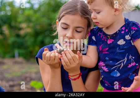 Mädchen hält eine Kröte in der Handfläche. Selektiver Fokus. Natur Stockfoto