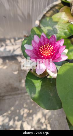 Eine vertikale Aufnahme einer rosa Schweinchen-Wasserrose in einem Topf an einem sonnigen Tag Stockfoto