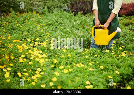 Zugeschnittenes Bild eines Baumschularbeiters mit Gießkannen, der zwischen blühenden Blumen steht Stockfoto