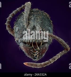 Kopfdetail der Zahnanter Odontoponera SP, Arthropoda Phylum, Unterfamilie Ponerinae, Makroansicht mit 10X Vergrößerungen Stockfoto