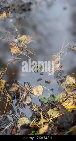 Eine schöne Draufsicht auf eine Kröte im Wasser, umgeben von trockenen Blättern Stockfoto