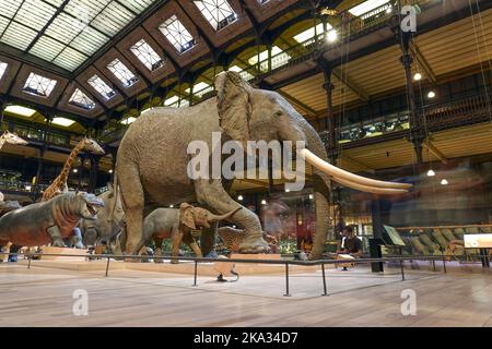 Frankreich, Paris, Museum National d'Histoire Naturelle - Jardin des Plantes - Le Grande Galerie de L'Evolution National Museum of Natural History, Jardi Stockfoto