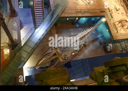 Frankreich, Paris, Museum National d'Histoire Naturelle - Jardin des Plantes - Le Grande Galerie de L'Evolution National Museum of Natural History, Jardi Stockfoto