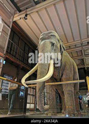 Frankreich, Paris, Museum National d'Histoire Naturelle - Jardin des Plantes - Le Grande Galerie de L'Evolution National Museum of Natural History, Jardi Stockfoto