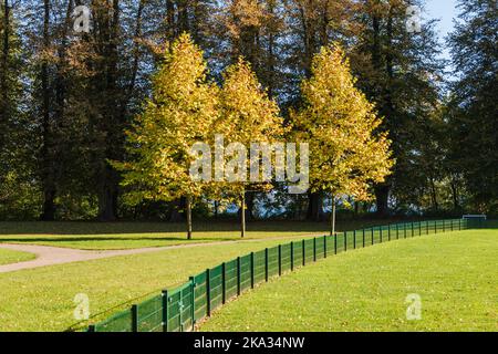 Bunte Herbststimmung in einem Park an einem sonnigen Oktobertag Stockfoto