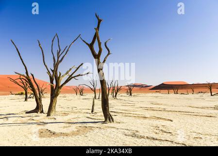 Kameldornbäume in Deadvlei, Sossusvlei, Namibia. Sie wurden gebildet, als das Gebiet überflutete, sodass die Bäume wachsen konnten, aber Sanddünen blockierten den Fluss und schnitten alles Wasser ab. Die Bäume starben vor etwa 700 Jahren, und aufgrund der intensiven Trockenheit, können nicht verrotten. Stockfoto