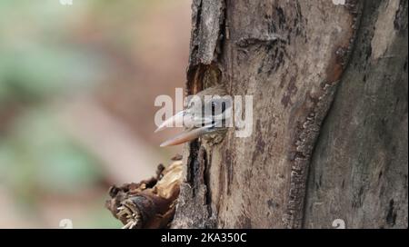 Eine Nahaufnahme eines Weißwabenbarbetes, der aus dem Nest im Baum guckt Stockfoto