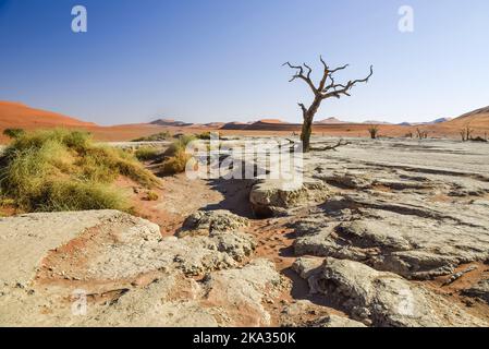 Kameldornbäume in Deadvlei, Sossusvlei, Namibia. Sie wurden gebildet, als das Gebiet überflutete, sodass die Bäume wachsen konnten, aber Sanddünen blockierten den Fluss und schnitten alles Wasser ab. Die Bäume starben vor etwa 700 Jahren, und aufgrund der intensiven Trockenheit, können nicht verrotten. Stockfoto