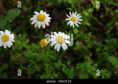 Eine Nahaufnahme von Anthemis cotula, auch bekannt als stinkende Kamillen. Stockfoto