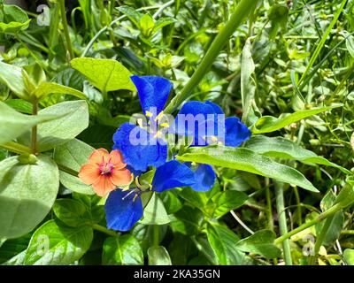 Eine Nahaufnahme von scharlachroten Pimpernellblumen, die im Garten wachsen Stockfoto