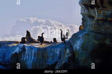 Eine schöne Aufnahme von Socotra Kormoranen auf einem felsigen Berg Stockfoto